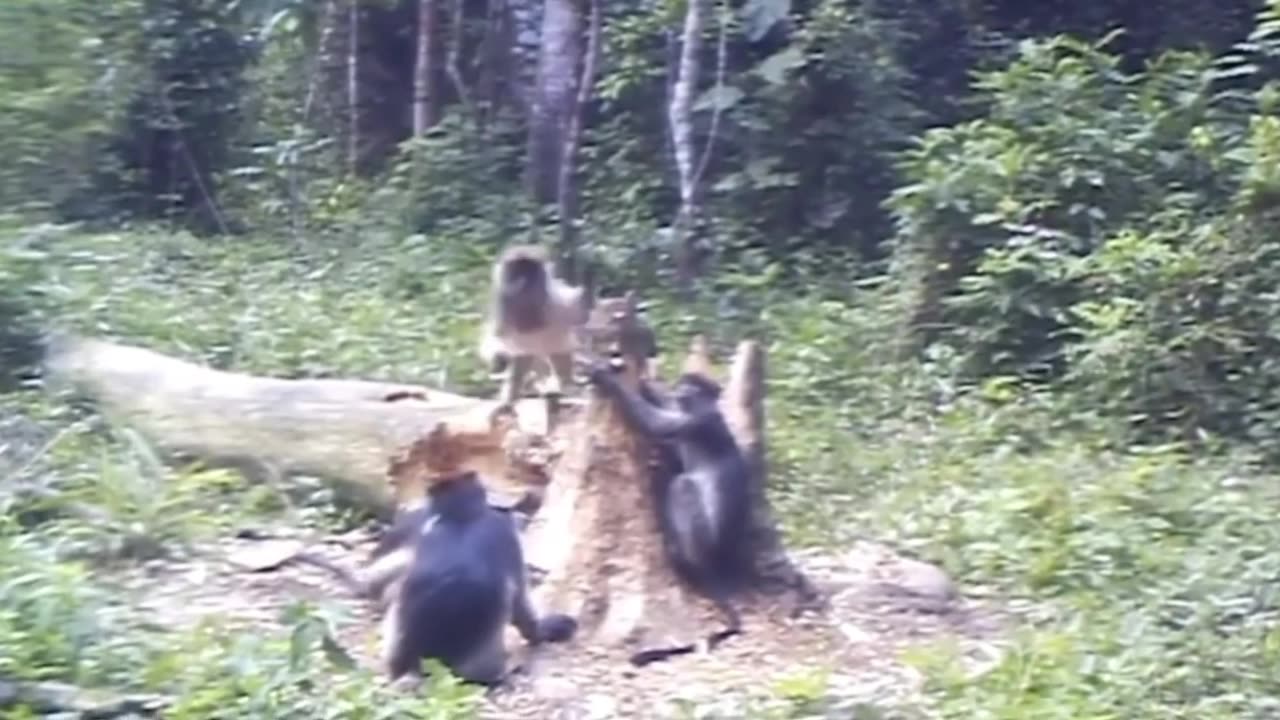 amazing wild cat attacks monkey
