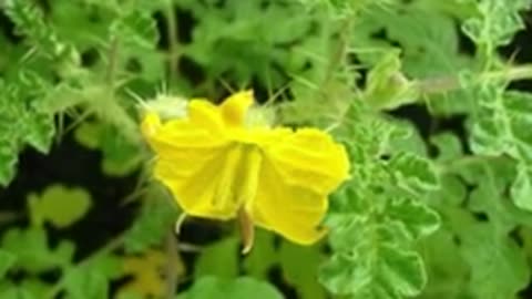 Everyday Foods That Can be Harmful