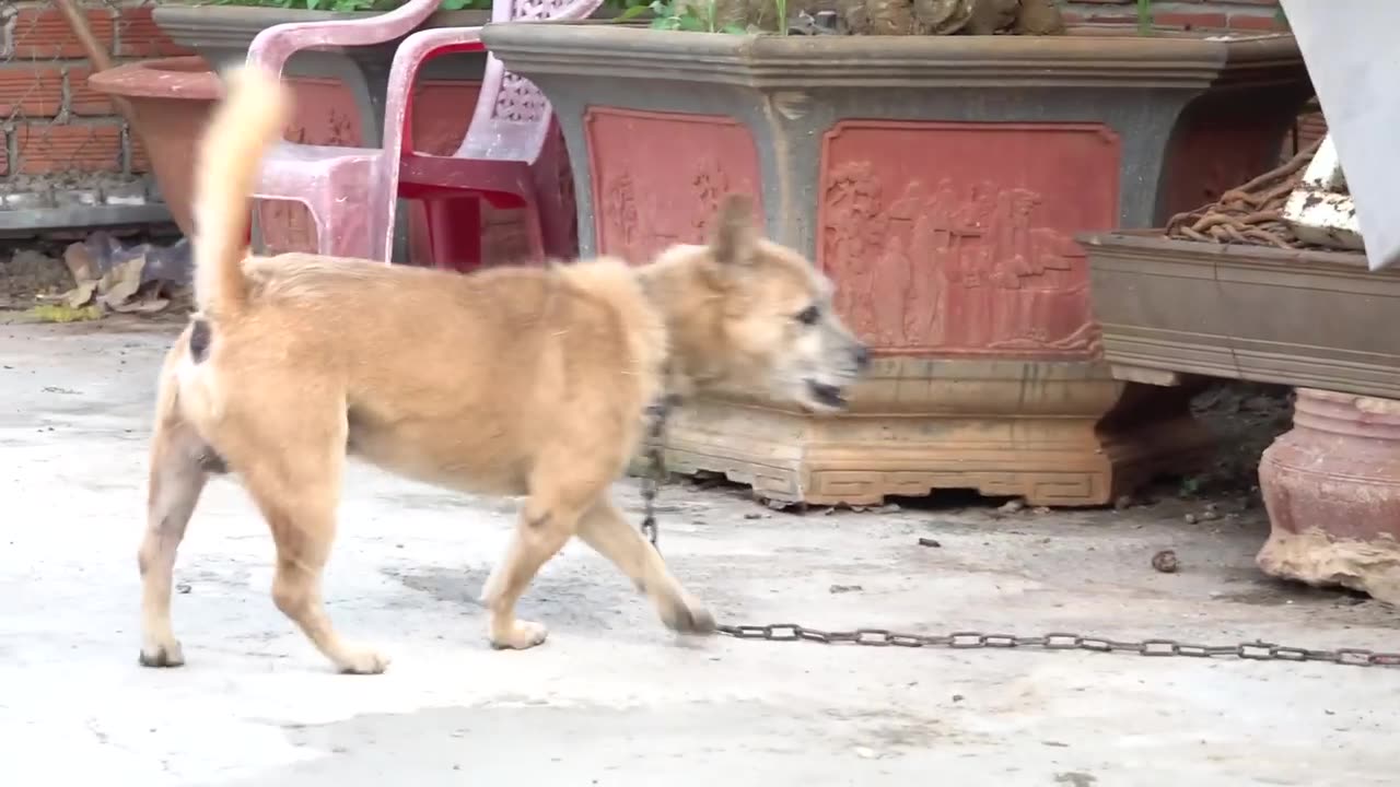 How Dogs React When Seeing Stranger 5 - Running, Barking?
