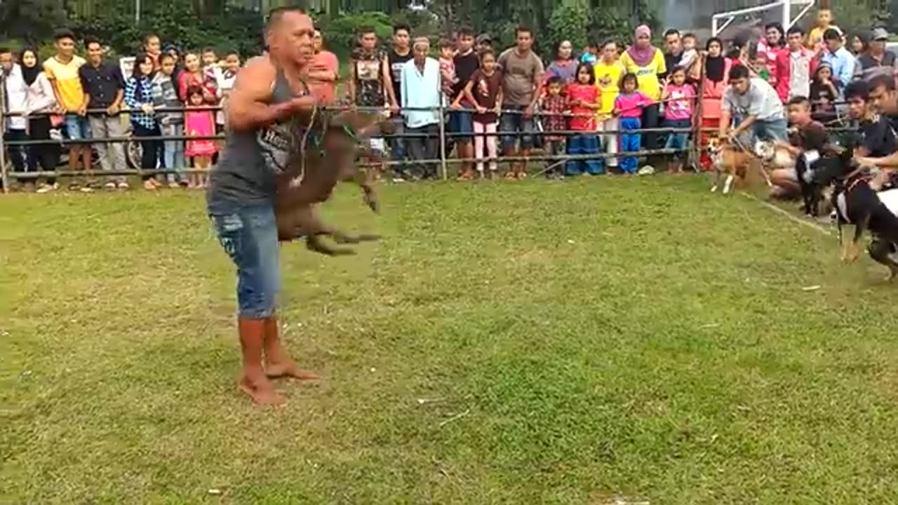 Pacu anjing taeh baruah kubugadang