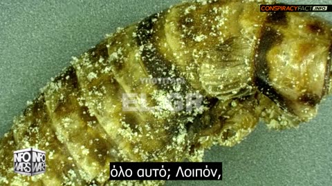 Έντομα πλημμυρίζουν την αμερικανική αγορά τροφίμων