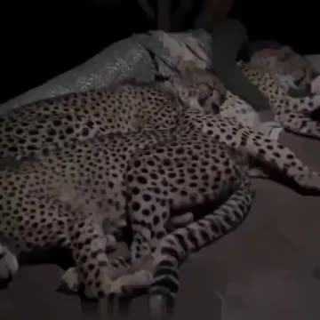 God builds us so we can keep it simple and in balance with basics. Wild Cheetah ...