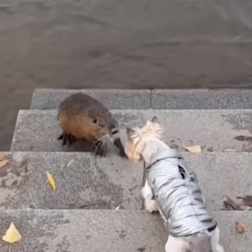 God your breath smells awful 😂😂😂