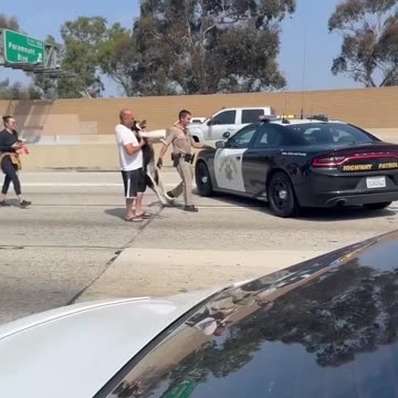 Dog loose on freeway is rescued...