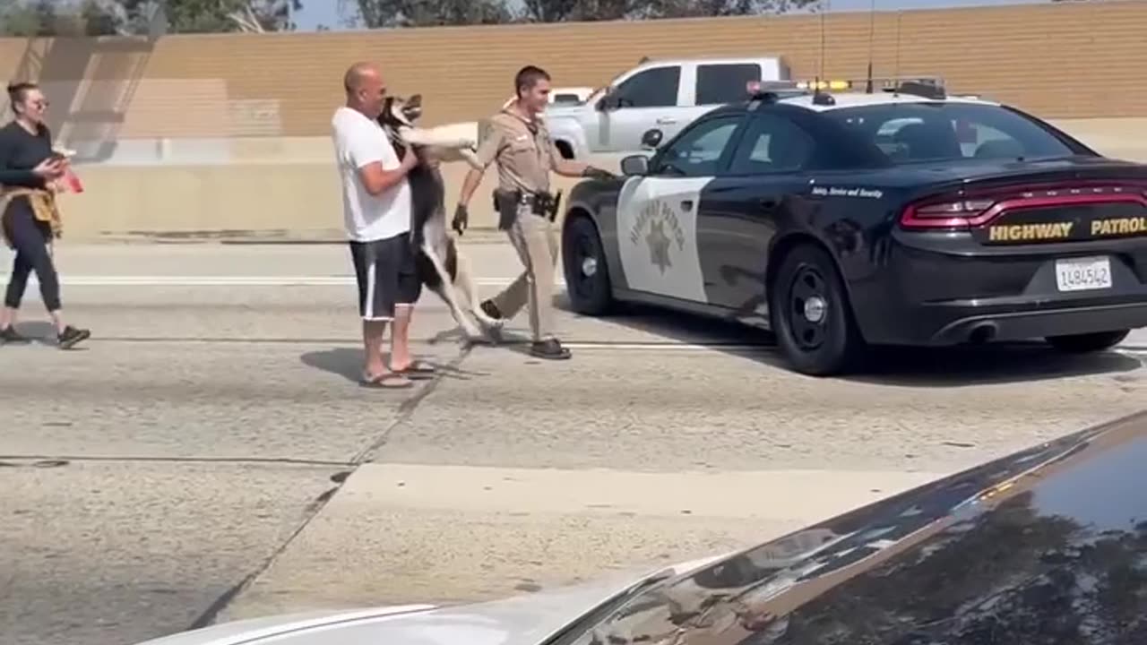 Dog loose on freeway is rescued...