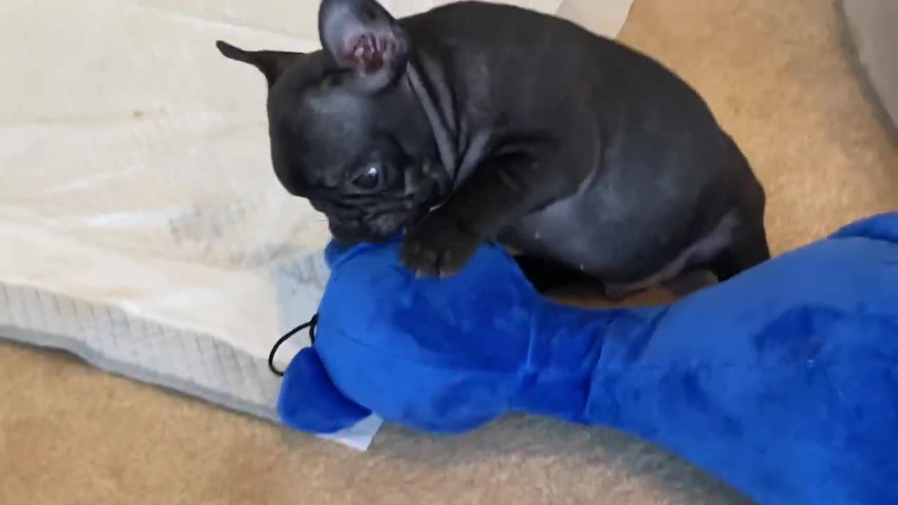 FRENCHIE PUPPY PIPER PLAYS WITH HIS NEW TOY//