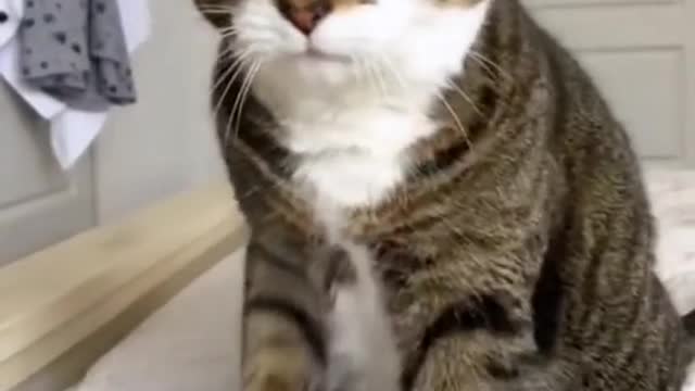 Cat Cute I Cat Cute Moment I Cute Cat