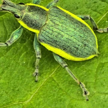 A close-up of a yellow green weevil/beautiful beetle in nature.