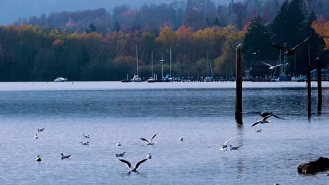 Seagulls Flying Plumage beautiful scenery status flying bird status nature wildlife bird 1