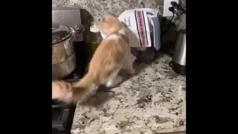 Funny Cats Video Compilation Pt.2