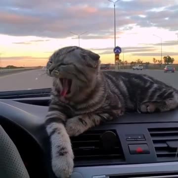 Cat navigator🤗