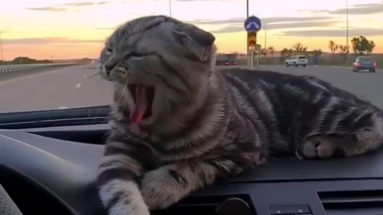 Cat navigator🤗