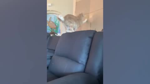 funny cats 2