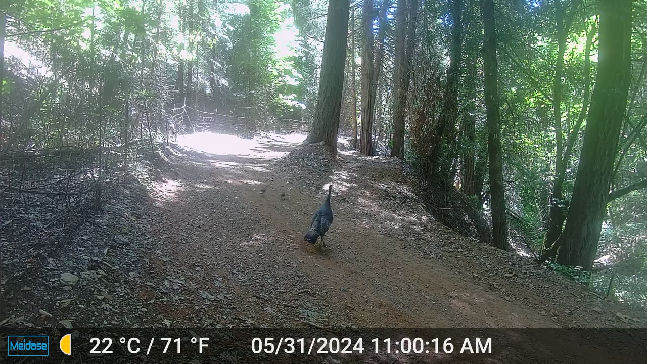 Mama Turkey with Her Chicks