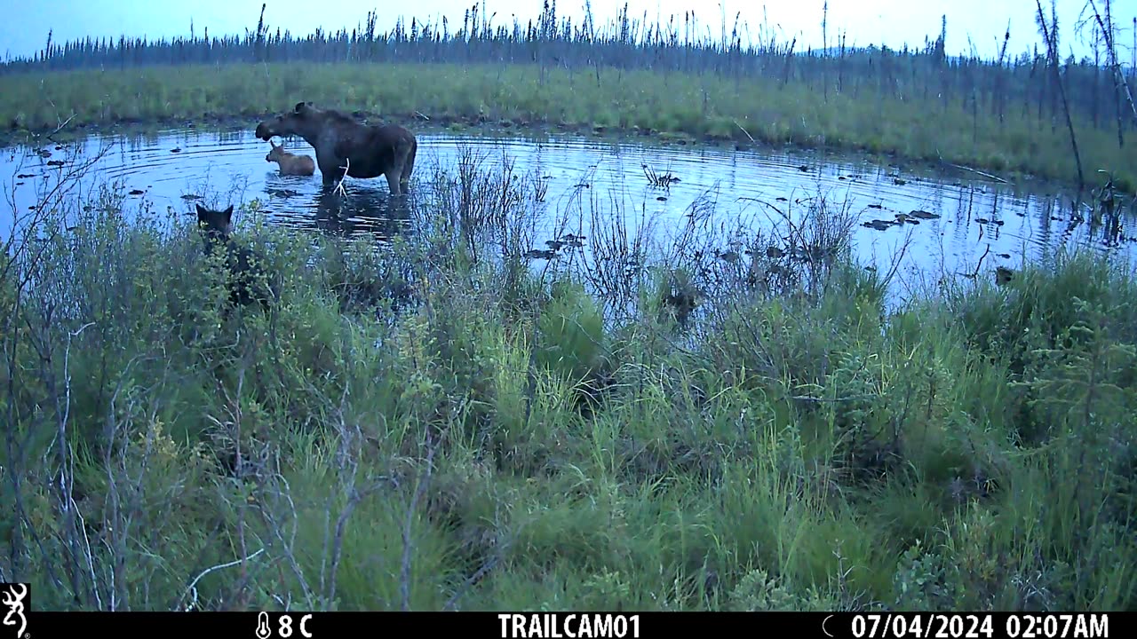 Moose Protects Calf From Wolf