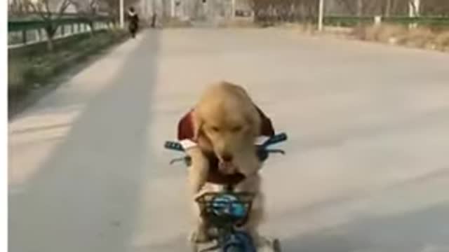 dog training funny