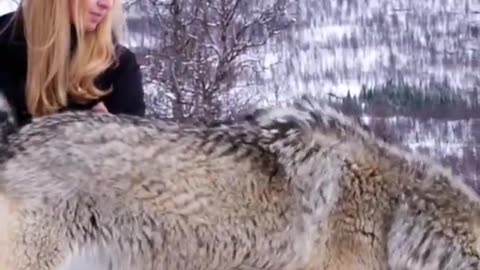 Lead Wolf Attacks Lower Ranking Wolf