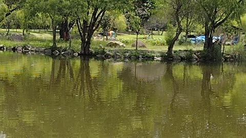 Cuenca Ecuador Ducks Swimming (Those are geese)