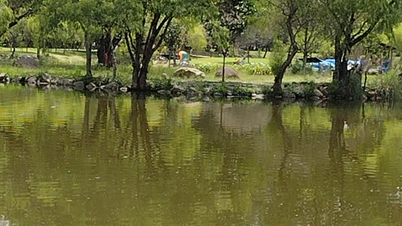 Cuenca Ecuador Ducks Swimming (Those are geese)