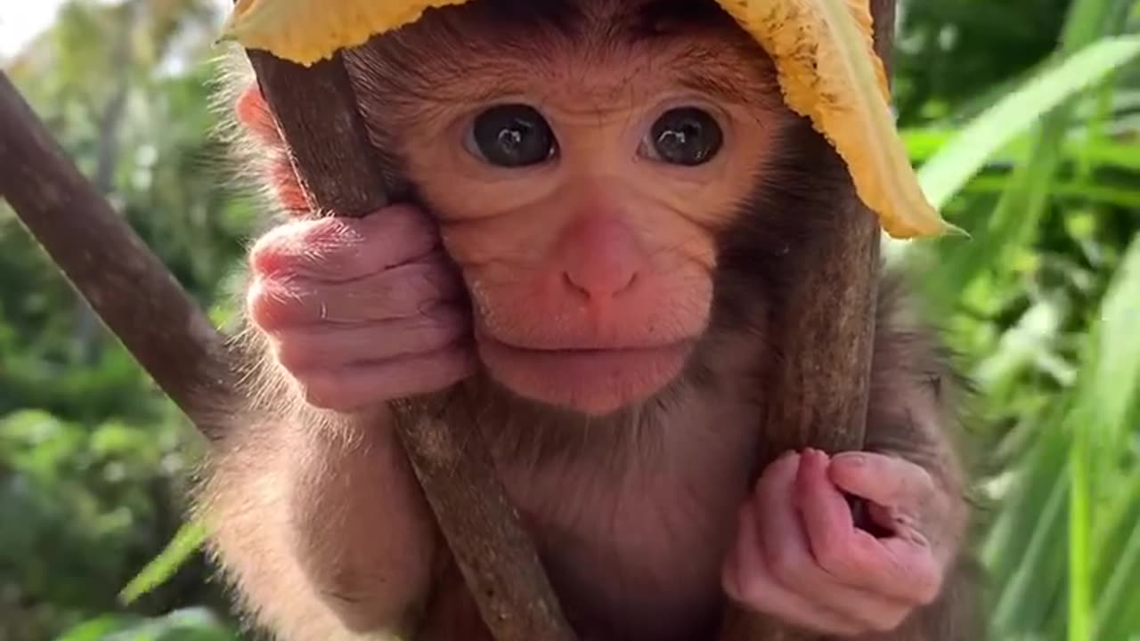 Baby Monkey Sits in Tree With Flower for a Hat