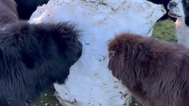 Giant Newfoundland Dogs find their own snow cone.