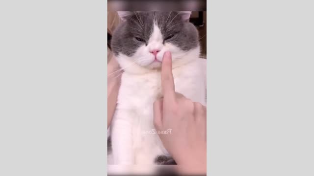 Most Funny Moments Animal's 😅😅