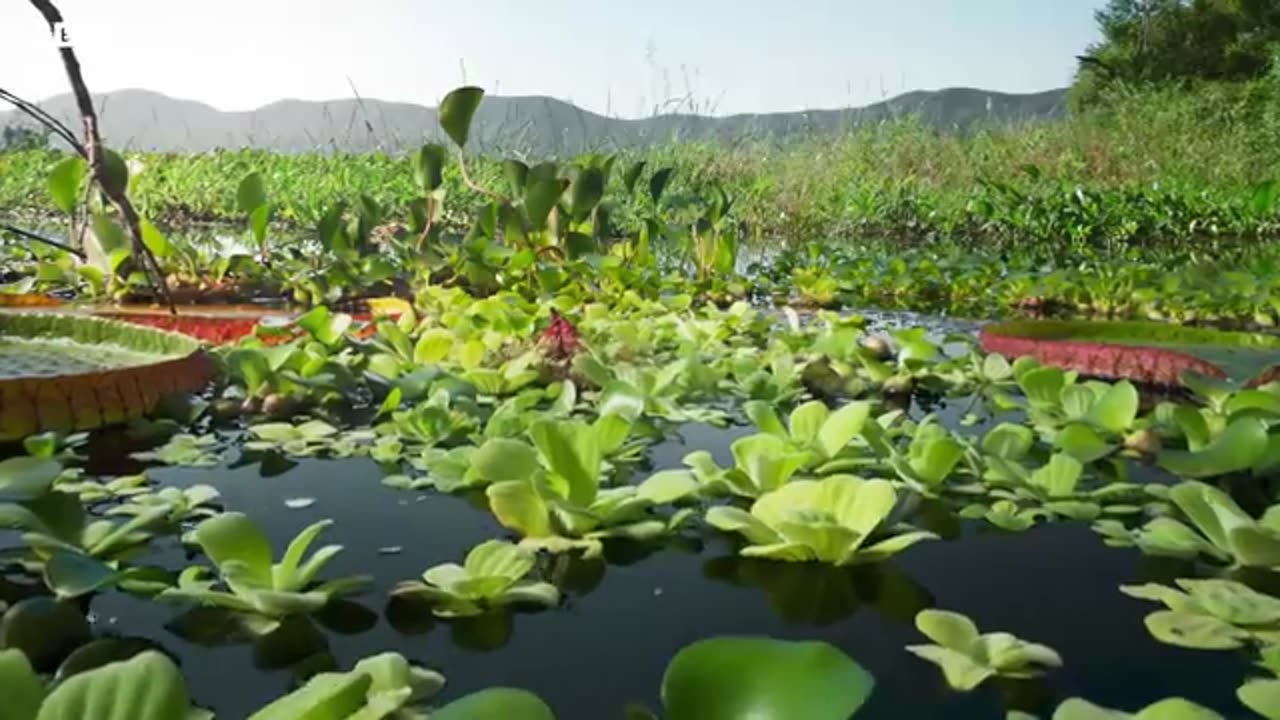 The Tyrant of the Deep | The Green Planet | BBC Earth