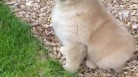 Puppy Watches a friend Run!