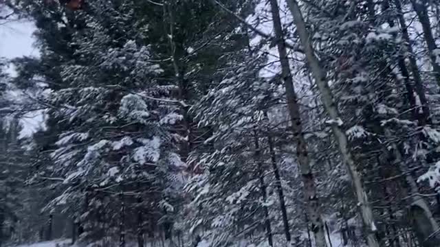 Snow in the woods