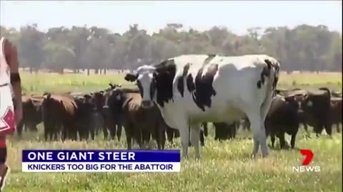 One Giant Steer