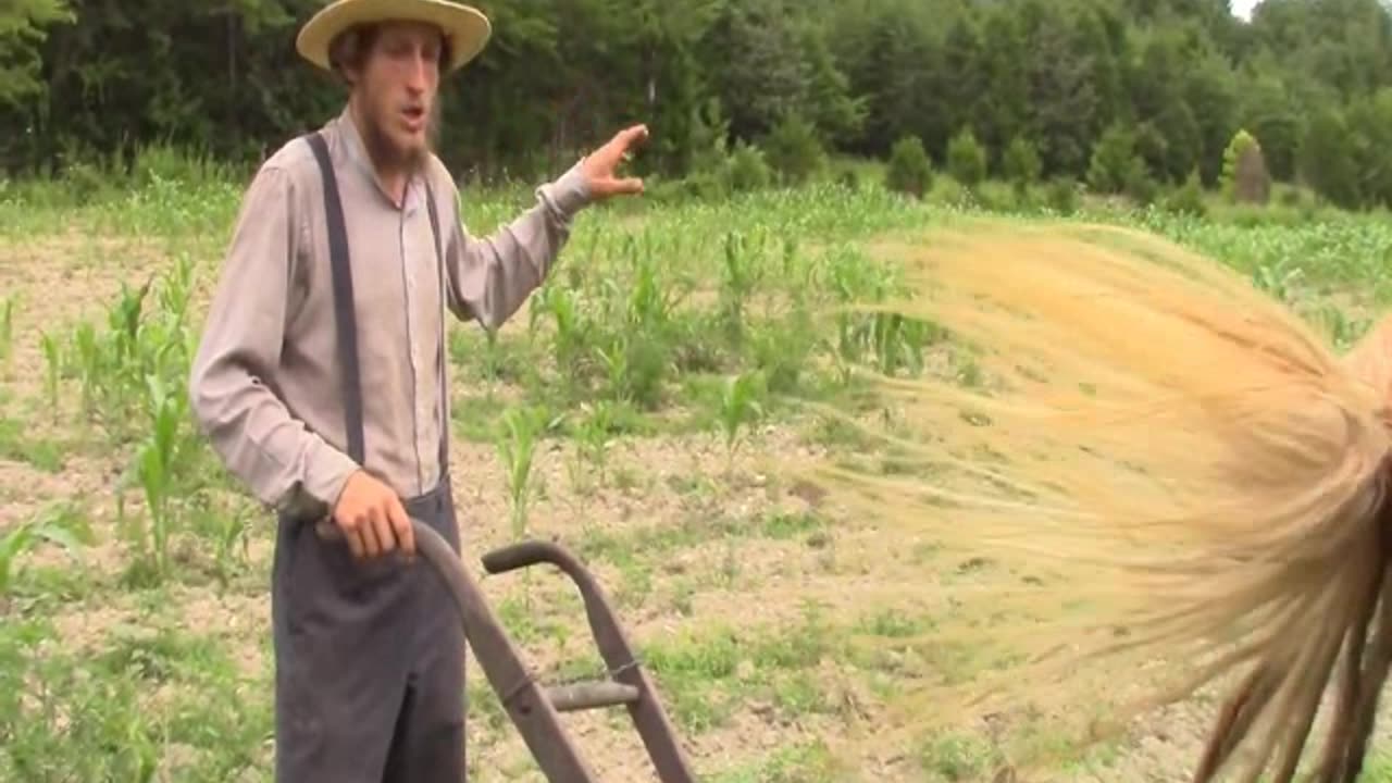 Horse-Drawn Weed Control | Titus Morris