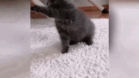 Cute Cat Gif