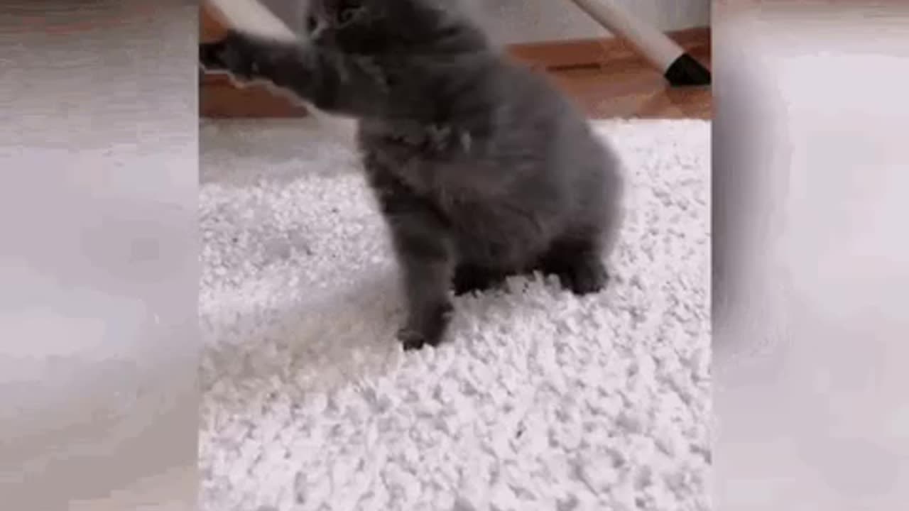 Cute Cat Gif