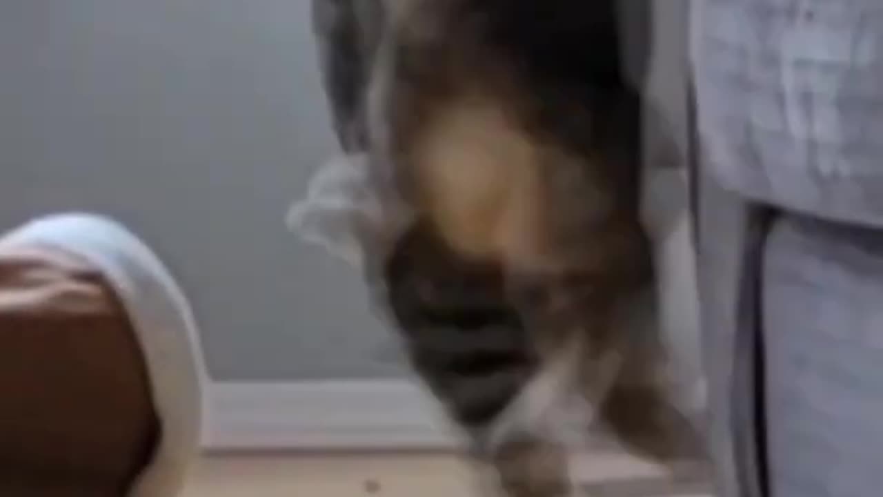Try not to laugh 😂 😂 ll amazing animal vedios