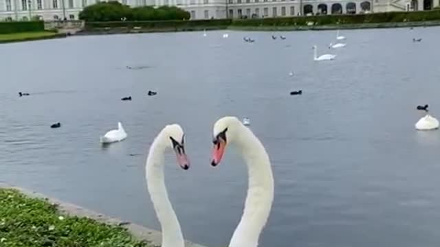 Two lovely swans on the lake