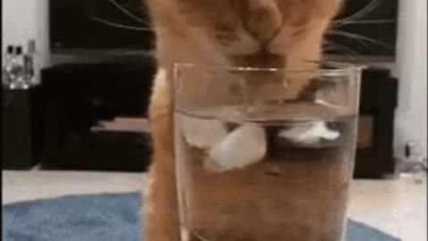 Cute Cat Gif