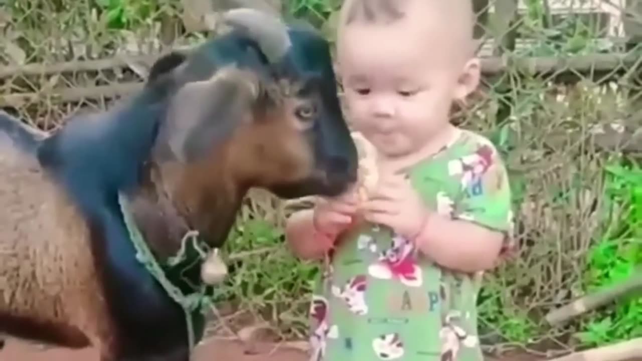 Cute goat