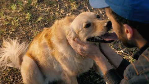 Dog being petted