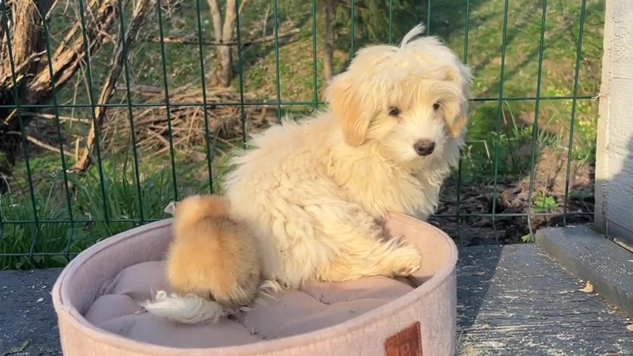 A baby kitten is trying to warm up in the fur of big dog who has become his nanny