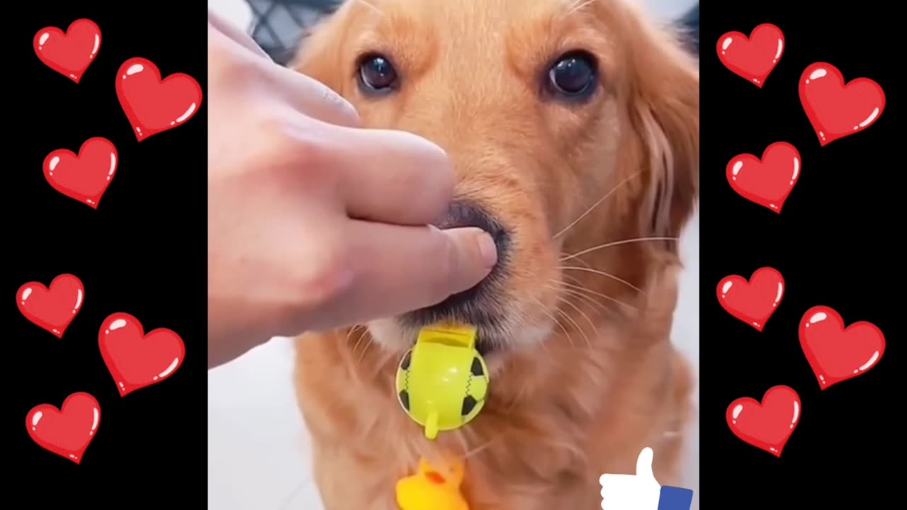 Football Referee Dog 😍