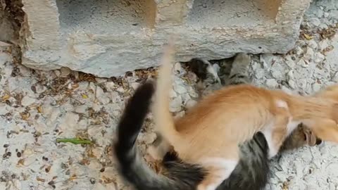 CAT VIDEO | CAT LOVELY FIGHT |