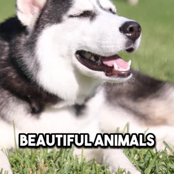 3 Medium Sized Dog Breeds We DON'T Recommend