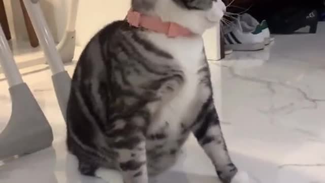 #Best Funny Cat video 2023 🐈🥳#Cute #Little #kitty video 2023 😸