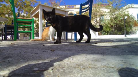 2 Kittens Pass in front of the Camera😍😎🤔