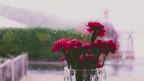 Study, Sleep, and Meditate For 30 minutes, Soft Piano, Rain ( No thunder) Instrumental Rain Music,