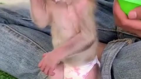 The cutest monkey you will ever see online - let me know what you think.