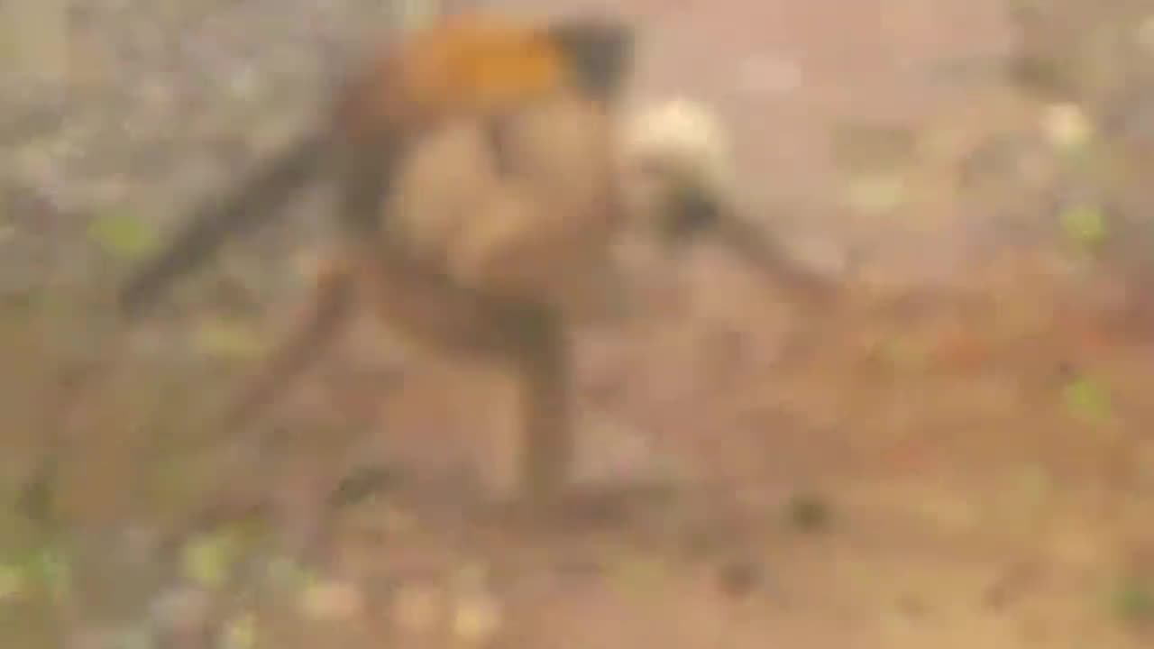 the monkey did not see the marten approach