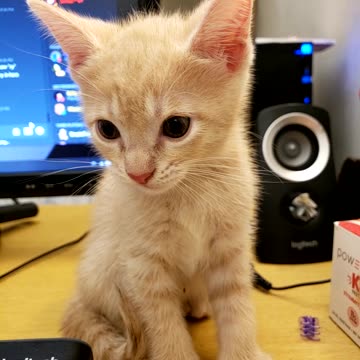 It's just a kitten yawning.