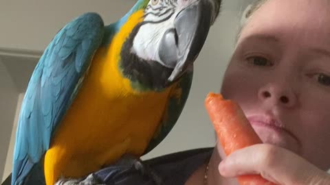 Rocky Tries a Carrot