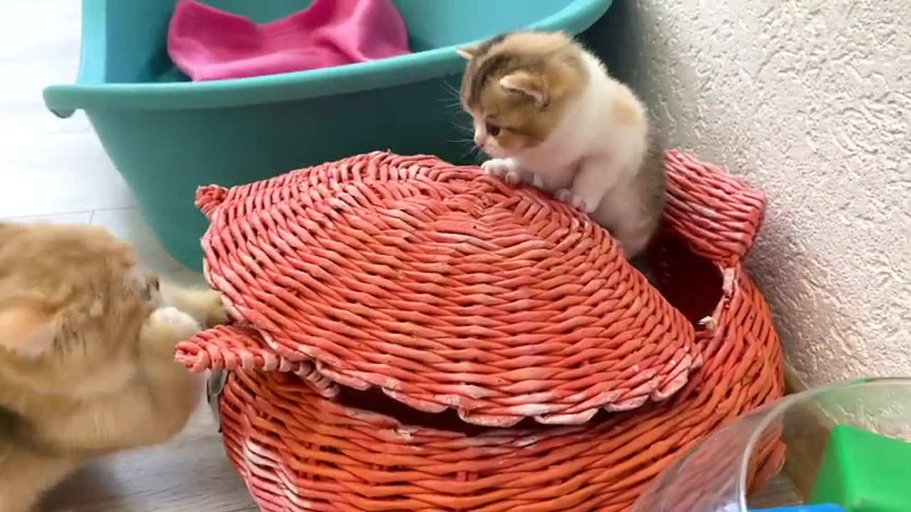 Kitten looking for a place to hide from his adopted sister